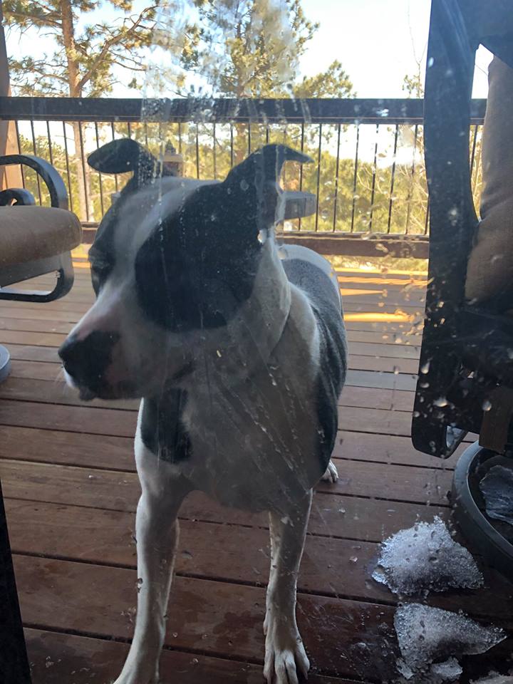 lost black-and-white dog